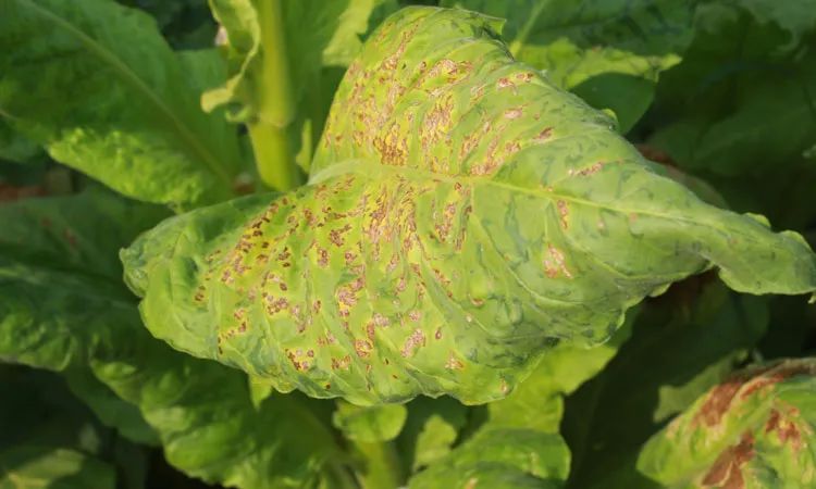 烟草花叶病毒tobacco mosaic virus (缩写tmv)是由mayer于1886首次