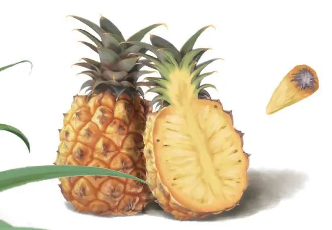生活科普：凤梨是菠萝吗？