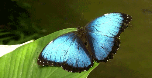 自然科普：闪蝶，蝴蝶中最为绚丽无能标类群之一