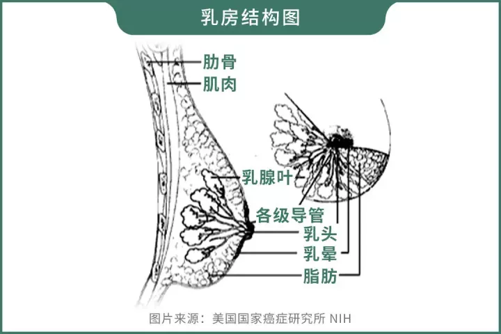 五花八门的丰胸方法，到底哪种更靠谱？如何科学丰胸？