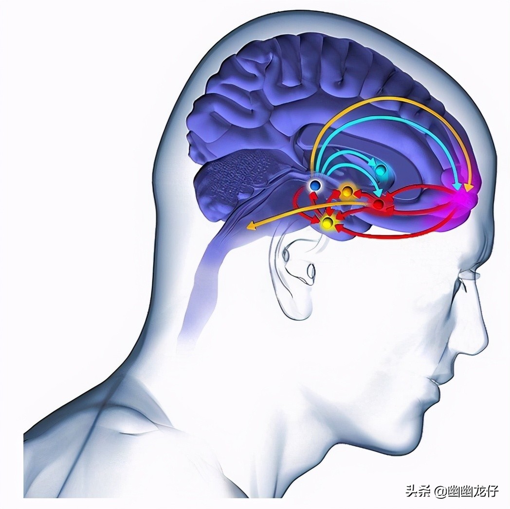 大脑的秘密，时刻都在发生着化学反应，“换头”谜题又当如何解？