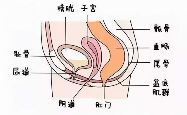 系带是什么东西图片