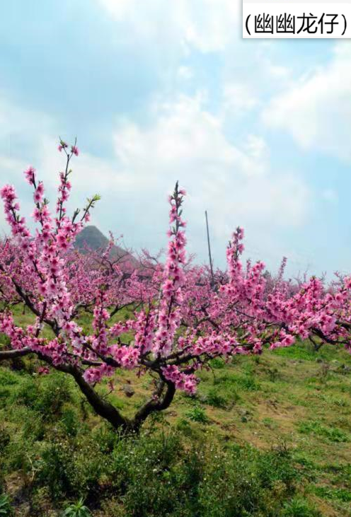 无花果到底有没有花朵？内部居然大有乾坤，“报恩”的榕小蜂来啦