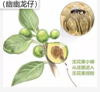 无花果到底有没有花朵？内部居然大有乾坤，“报恩”的榕小蜂来啦