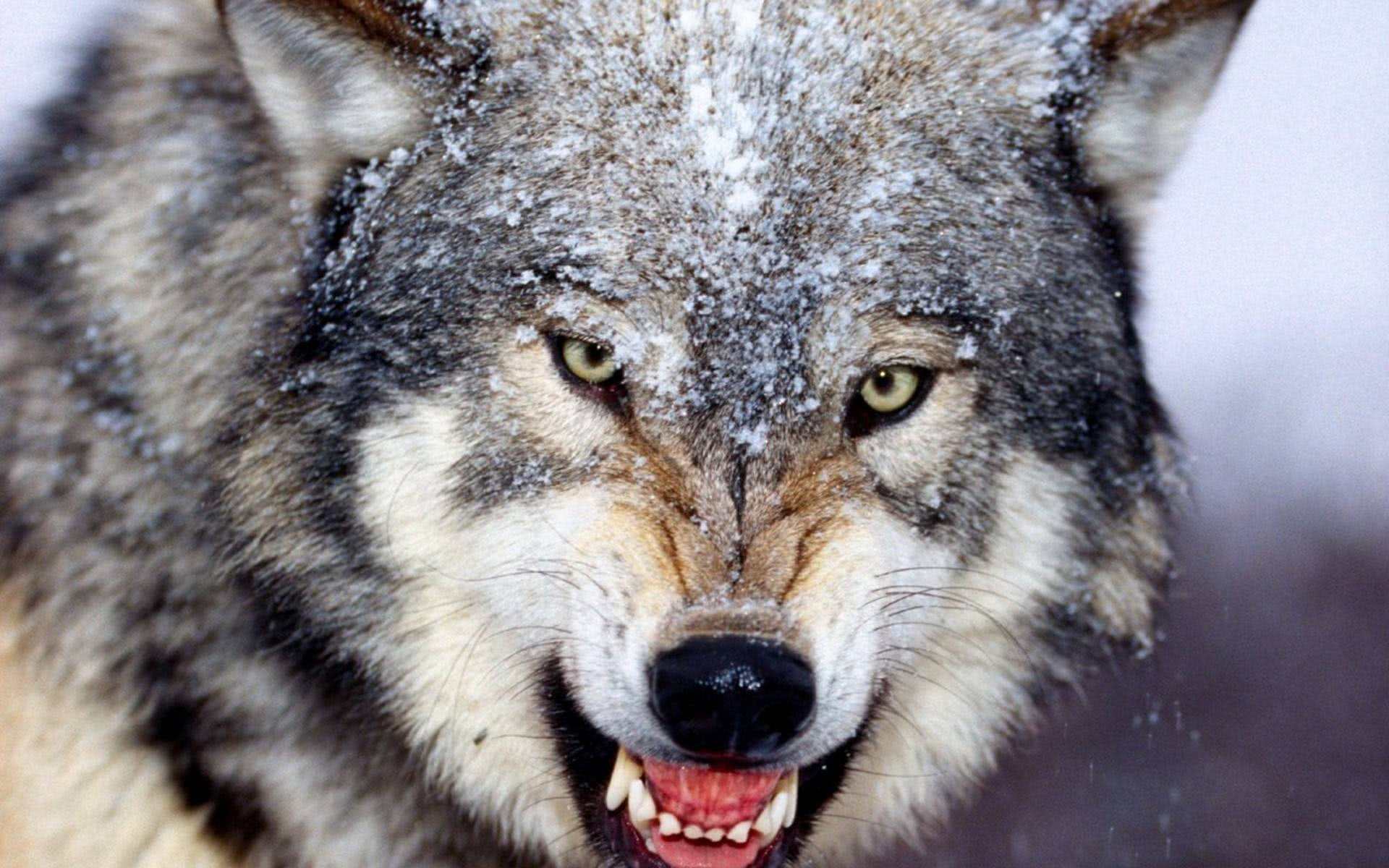 自然科普：狼有多剧烈？一个手持铁棍的成年外子，可否斗过一头狼？