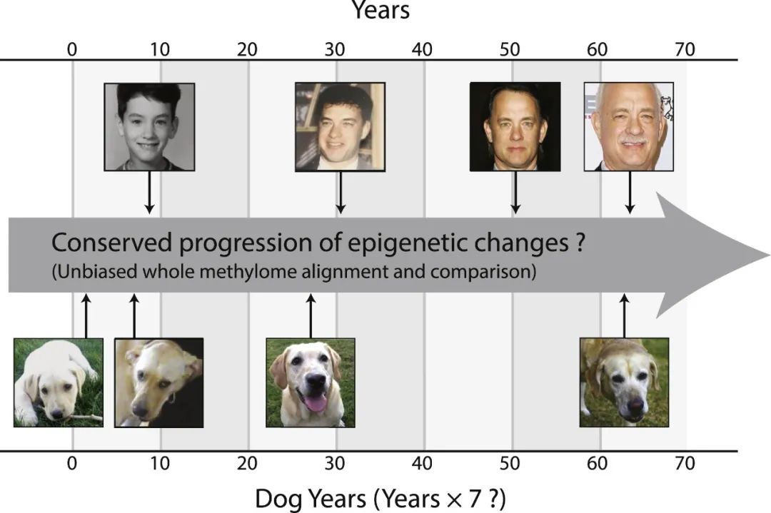 自然科普：1岁的小狗等于人类31岁，狗狗的真实春秋该怎样算？