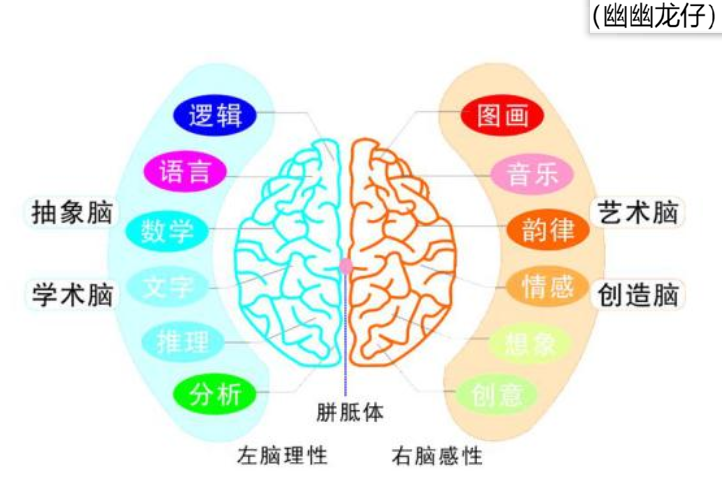 大腦奧秘，左撇子的藝術(shù)右腦更發(fā)達(dá)？愛因斯坦腦切片研究成果公布