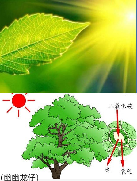 因为植物中含有叶绿素,叶绿素主导着植物进行光合作用