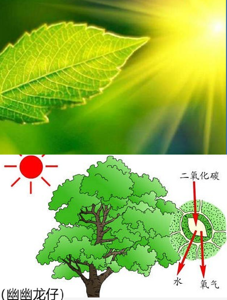 植物为何是绿色？血液为何是红色？蓝血生物在现实世界中存在吗？