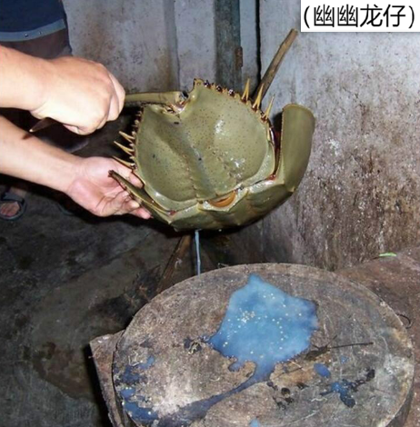 植物為何是綠色？血液為何是紅色？藍血生物在現實世界中存在嗎？