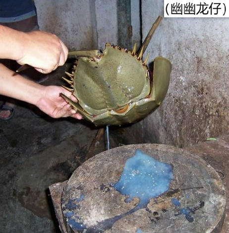 植物为何是绿色？血液为何是红色？蓝血生物在现实世界中存在吗？