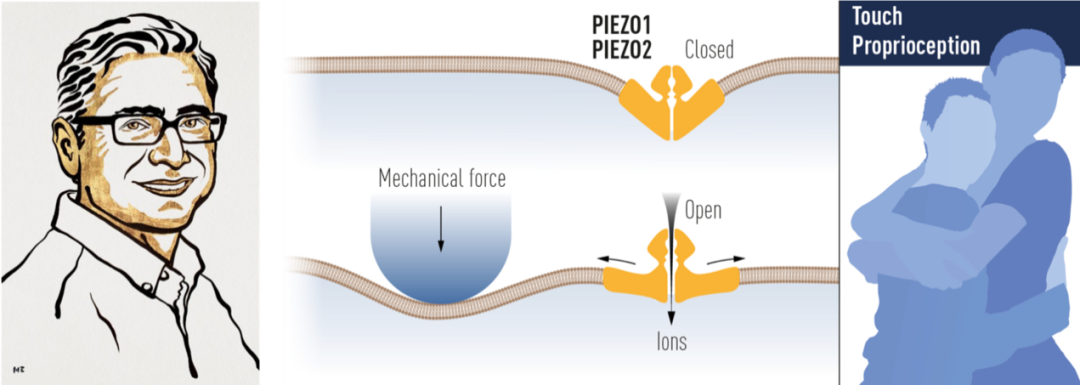 诺奖青睐的触觉研究是怎么做出来的？| Piezo封神之路（上）