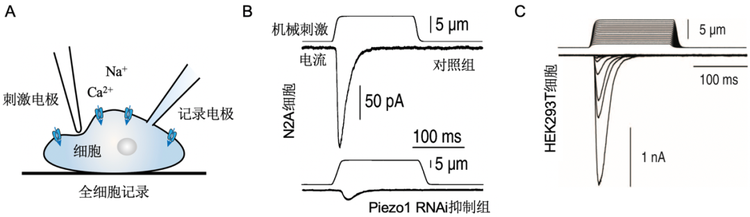 诺奖青睐的触觉研究是怎么做出来的？| Piezo封神之路（上）