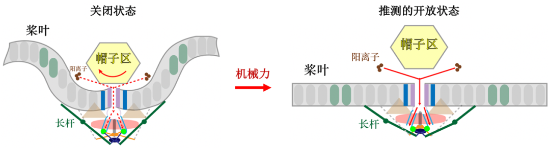 诺奖青睐的触觉研究是怎么做出来的？| Piezo封神之路（上）