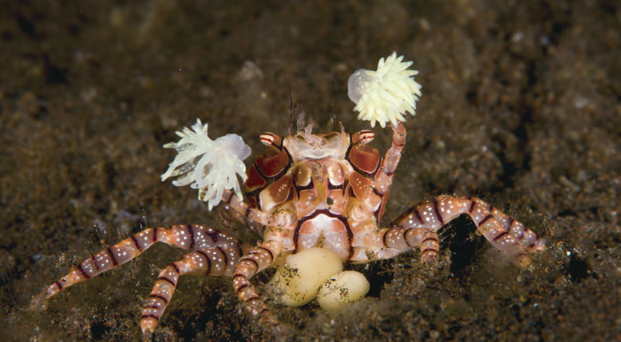 海蟹品种图片