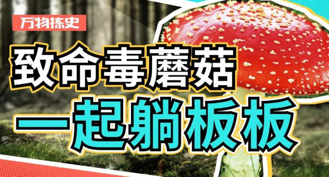 全村吃饭菇，究竟有多毒？