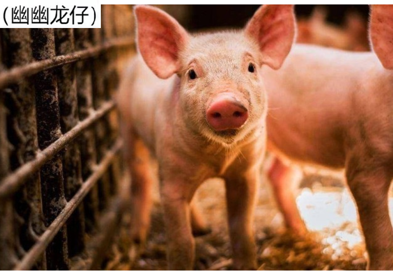 奇談怪論 | 親歷：吃的豬肉發(fā)出刺鼻尿騷味！隱射出知識盲區(qū)