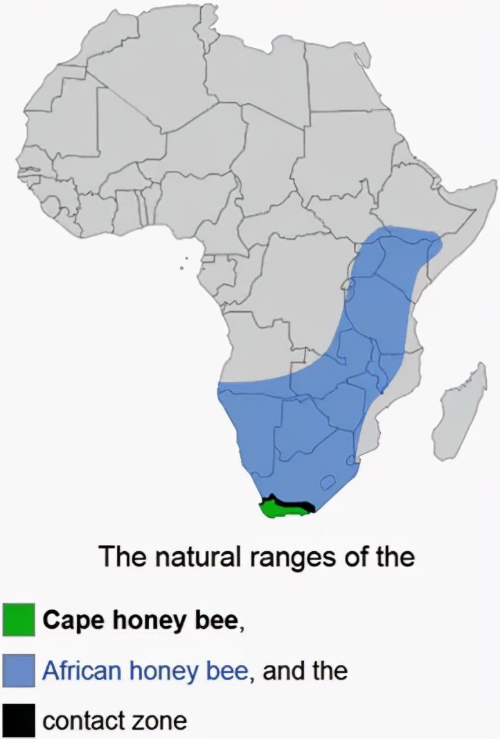 黑化的打工人：九零后蜜蜂克隆出百万大军，差点颠覆南非养蜂业