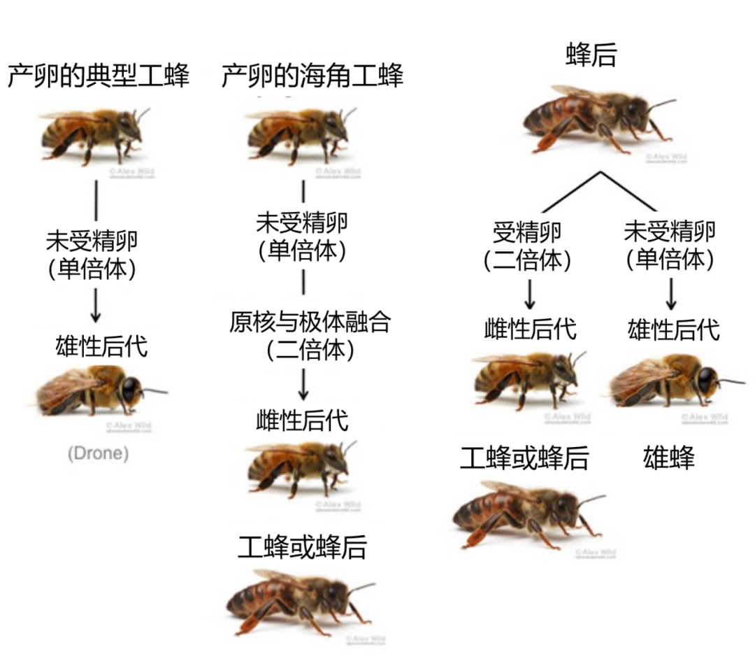 黑化的打工人：九零后蜜蜂克隆出百万大军，差点颠覆南非养蜂业