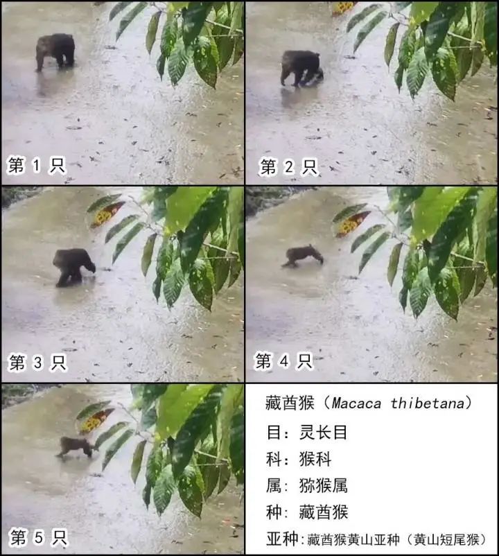 杭州首次发现猴界“孙悟空”！专家提醒：超彪悍，不要靠近
