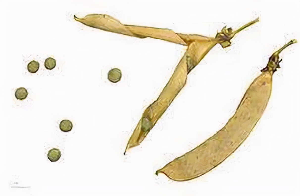 为此,许多的野豌豆属vicia spp植物进化出了果实迸裂的策略