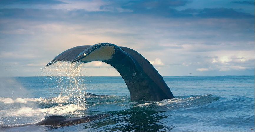 陆地科普：有鲸漂浮，有鲸搁浅，鲸类的悲欢并不相通