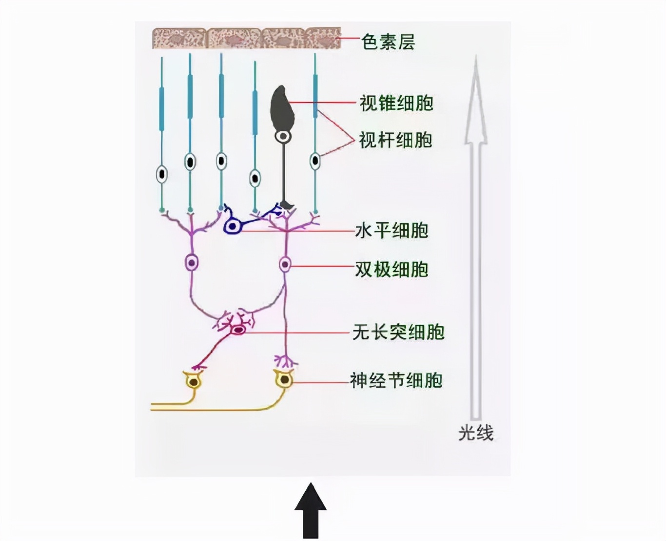 传递至双极细胞 (bipolar cells),双极细胞再传递到神经节细胞