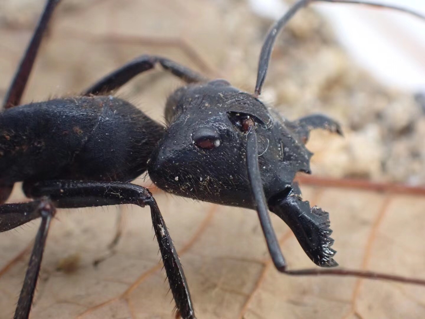 世界上最大蚂蚁的图片图片