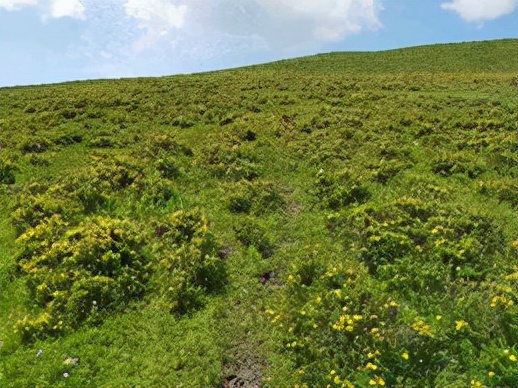 高山灌丛草甸图片