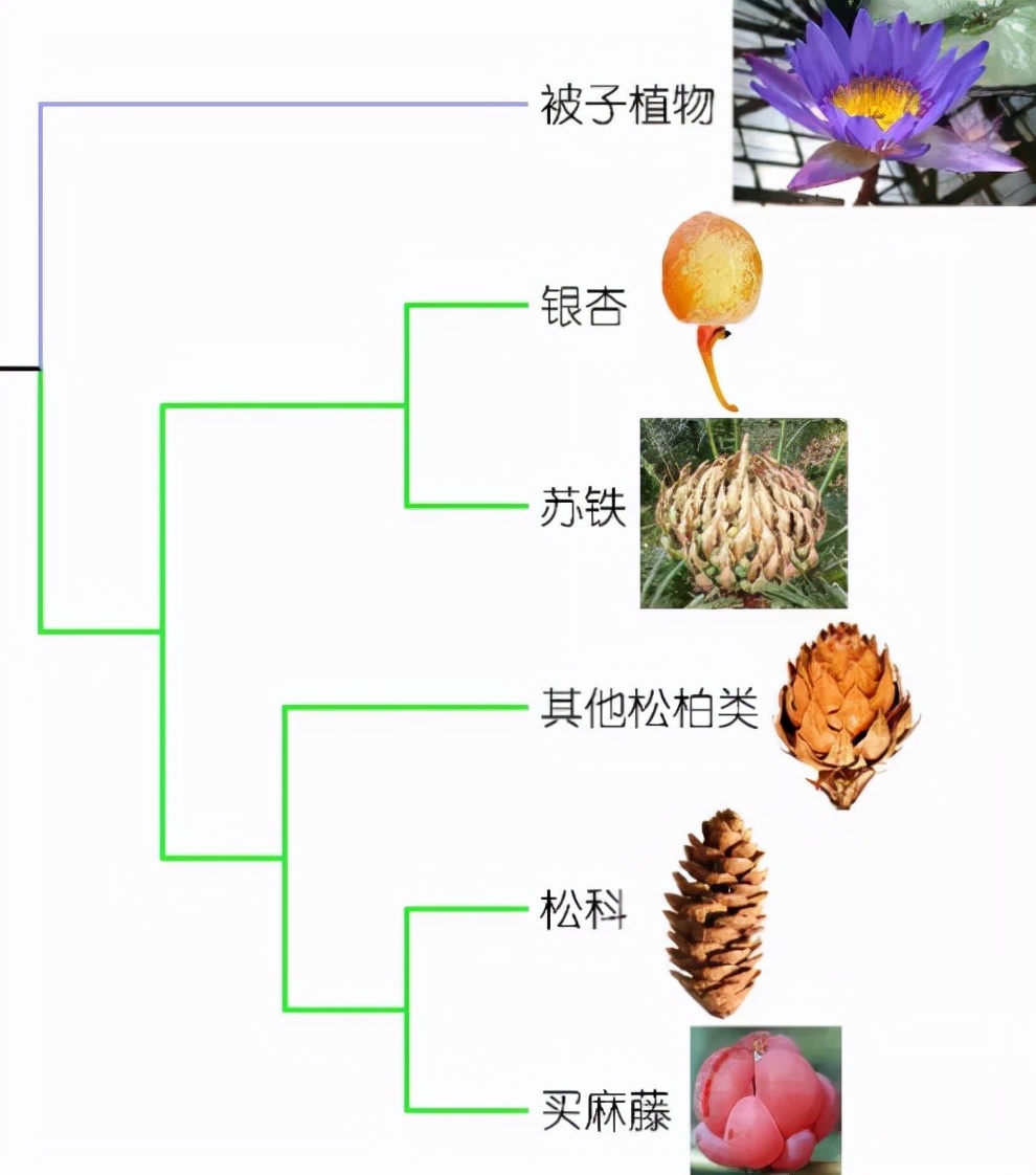 种子植物包括苏铁目,银杏目,松柏目,买麻藤目和被子植物等五大现生