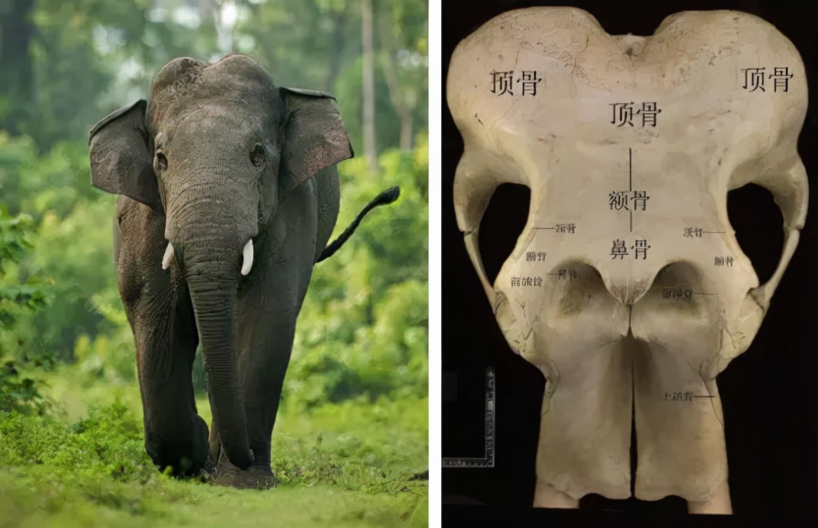 大象舌骨图片
