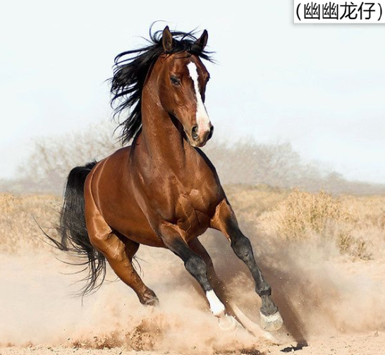 蒙古帝國(guó)強(qiáng)盛，蒙古野馬卻命途坎坷，汗血寶馬的時(shí)速會(huì)是多少？