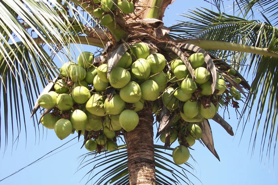 自然科普：椰子树长多高，在400万年前就定了