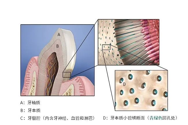 牙本质小管排列图片