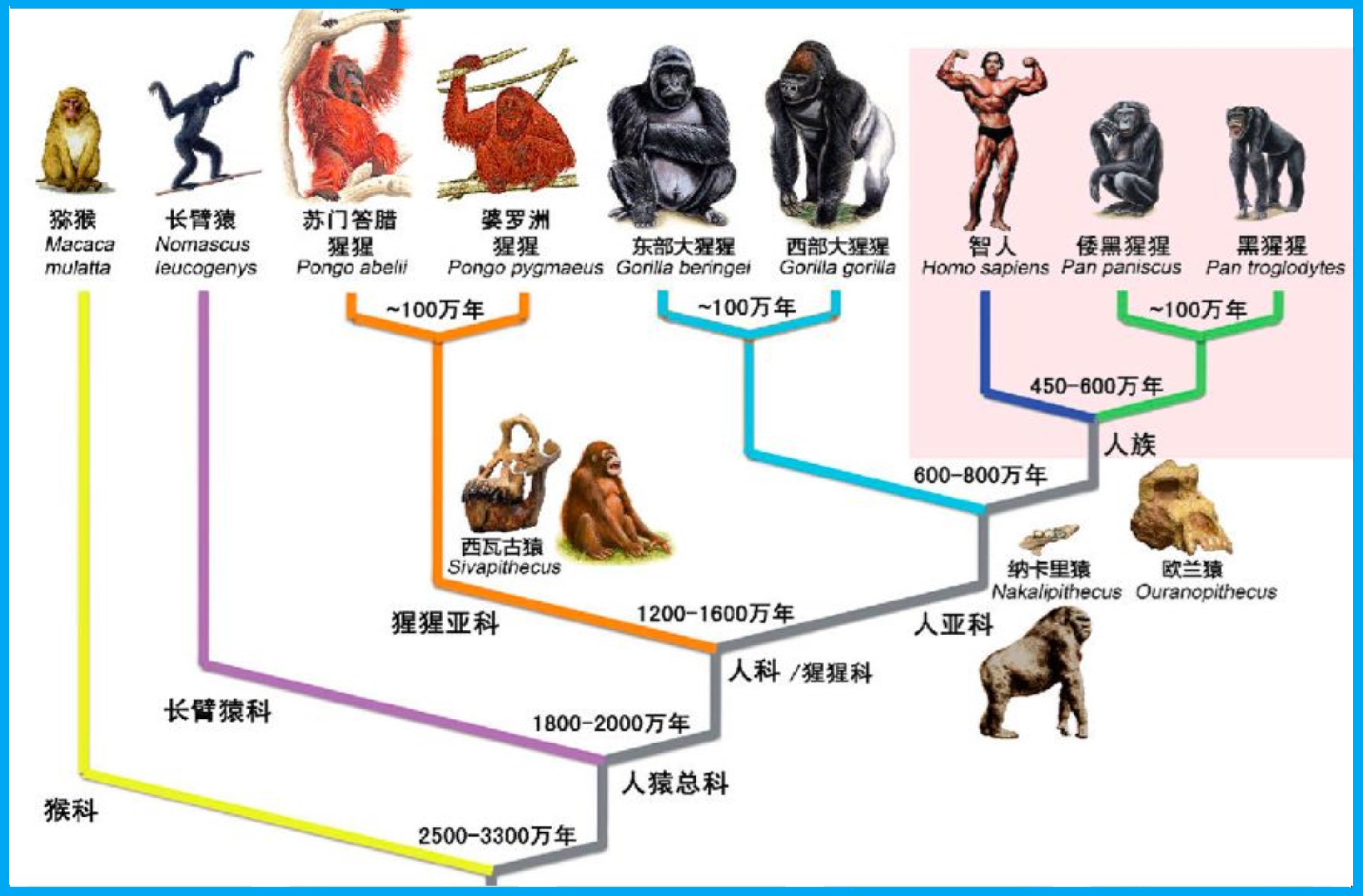 越来越完备的科学理论,物种是在亿万年的生存竞争中,渐渐演化进化过来