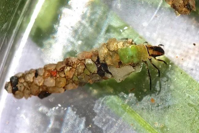 猜猜这是谁家的娃 · 科普中国网