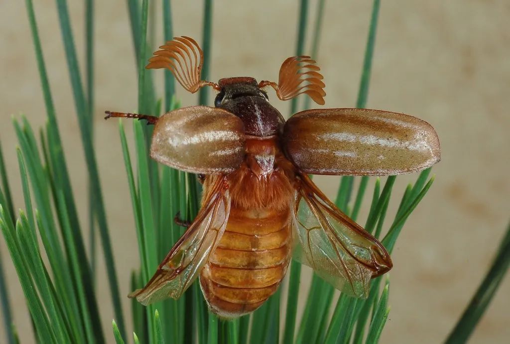 鳃叶状触角的昆虫图片