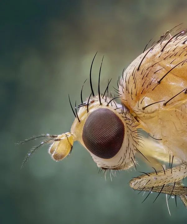 栉齿状触角的昆虫图片