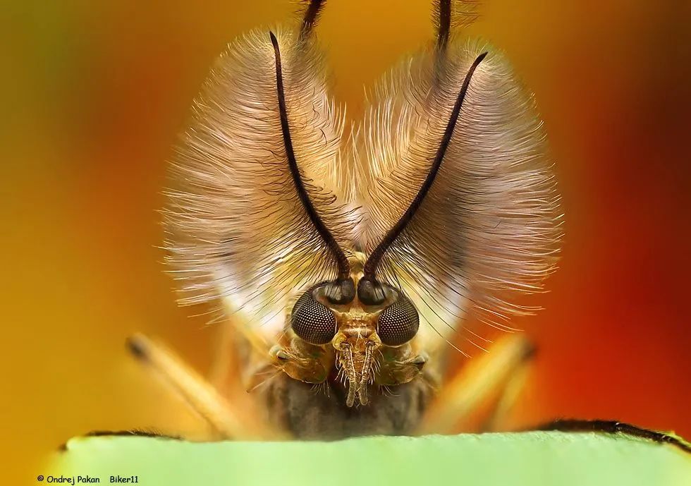 栉齿状触角的昆虫图片