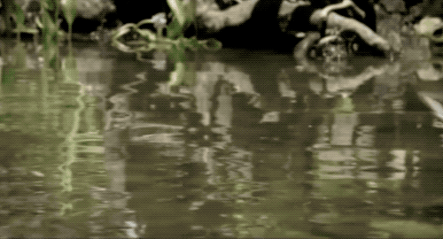 自然科普：这类蜥蜴，名源自“蛇怪”，身手是“水上漂”