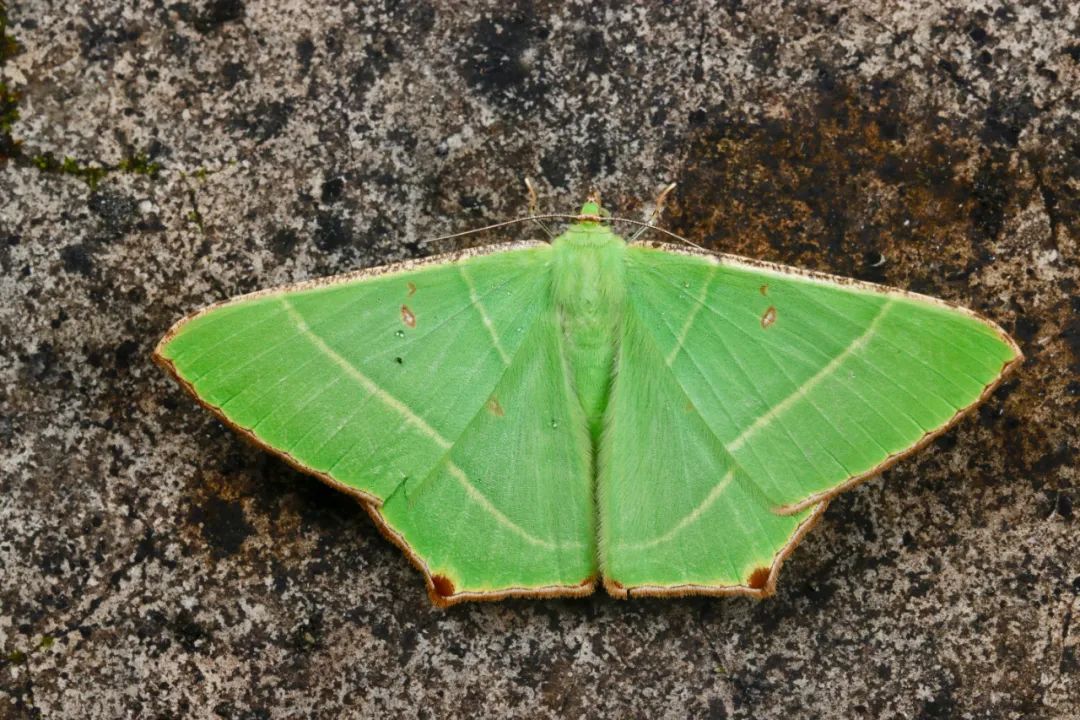 淡绿色的蛾子图片