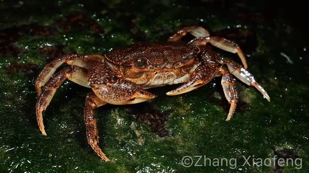 自然科普：这个中国特有种螃蟹，生活活着界人口密度最大年夜的闹市旁