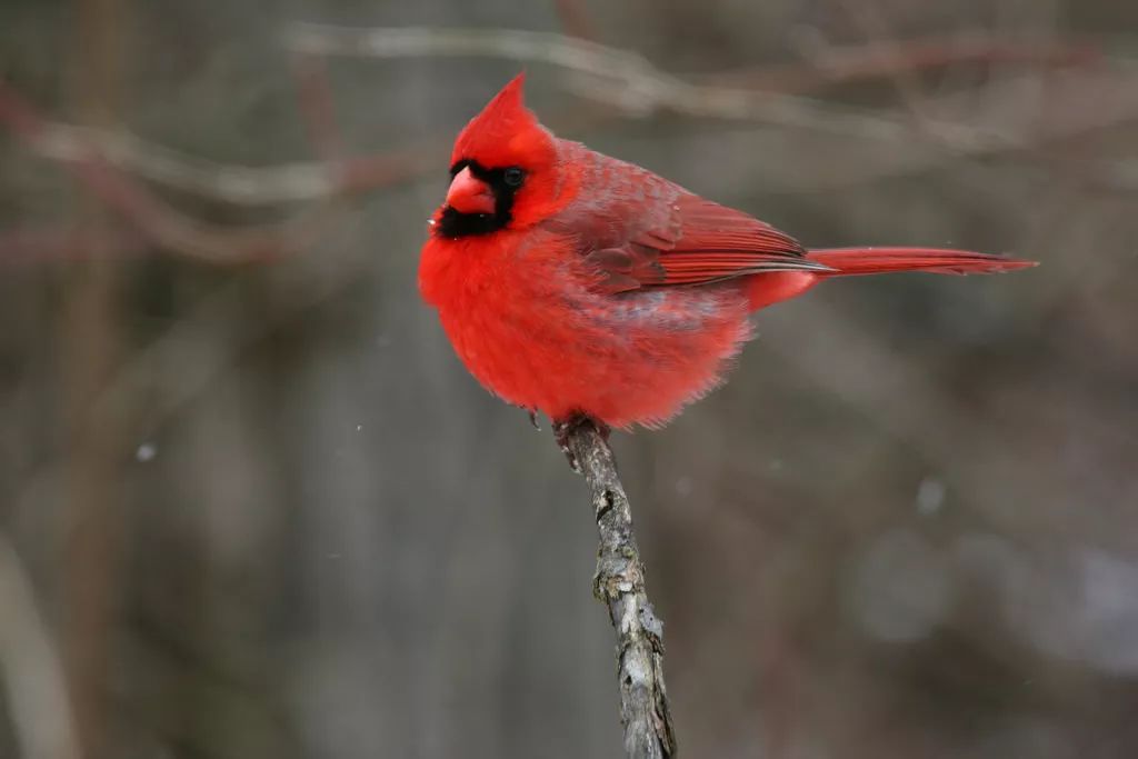 全身红色的鸟图片