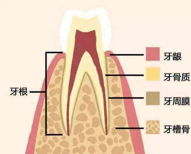 门牙结构图图片