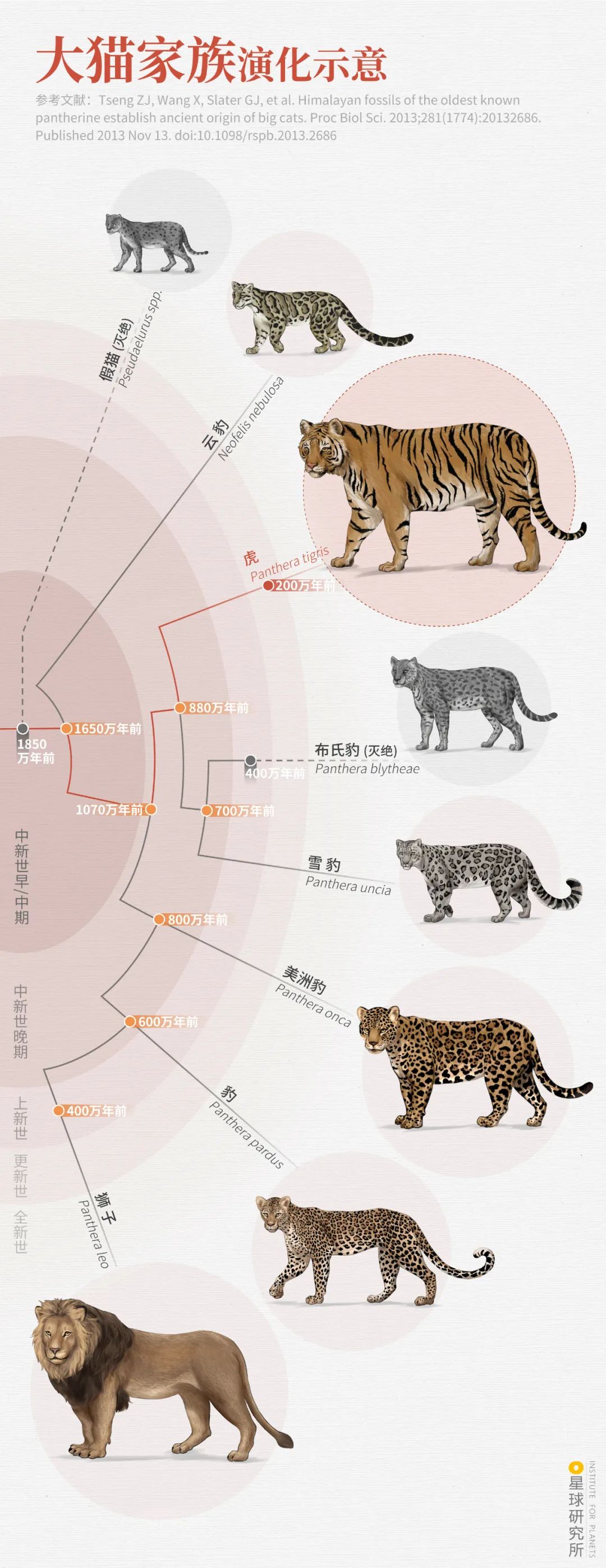 老虎祖先进化图图片