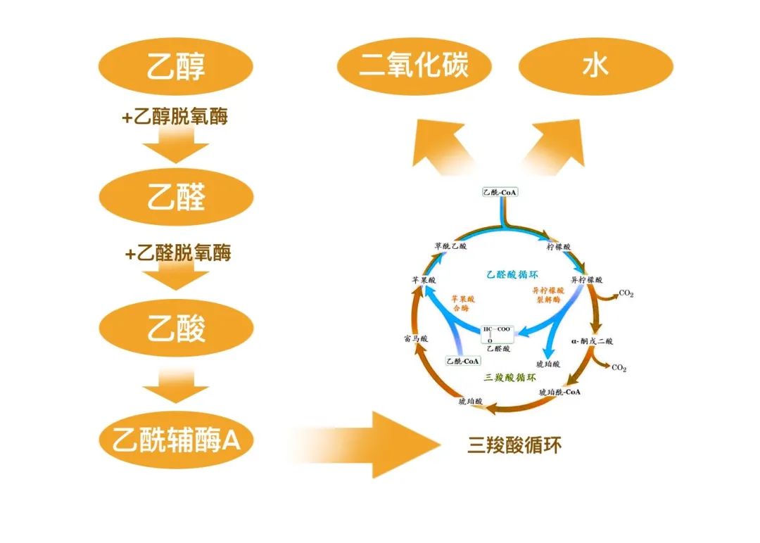 乙醇的空间结构示意图图片