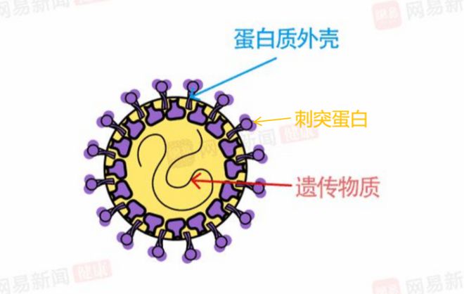 新型冠状病毒结构图解图片