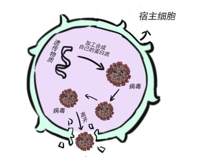 新冠病毒复制过程图图片