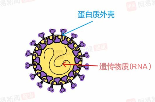 新冠病毒结构图