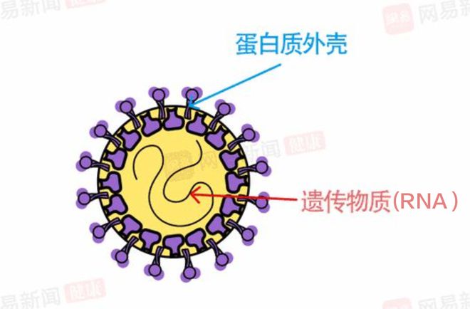 新冠病毒結(jié)構(gòu)圖